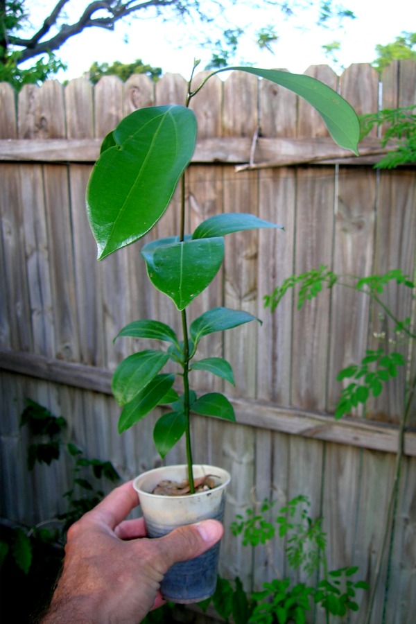 Cinnamomum zeylanicum (Ceylon Cinnamon Tree) - 2-3' Rooted